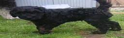 Bernedoodle dogs for sale: F2b midi Bernedoodle  - Advert 23