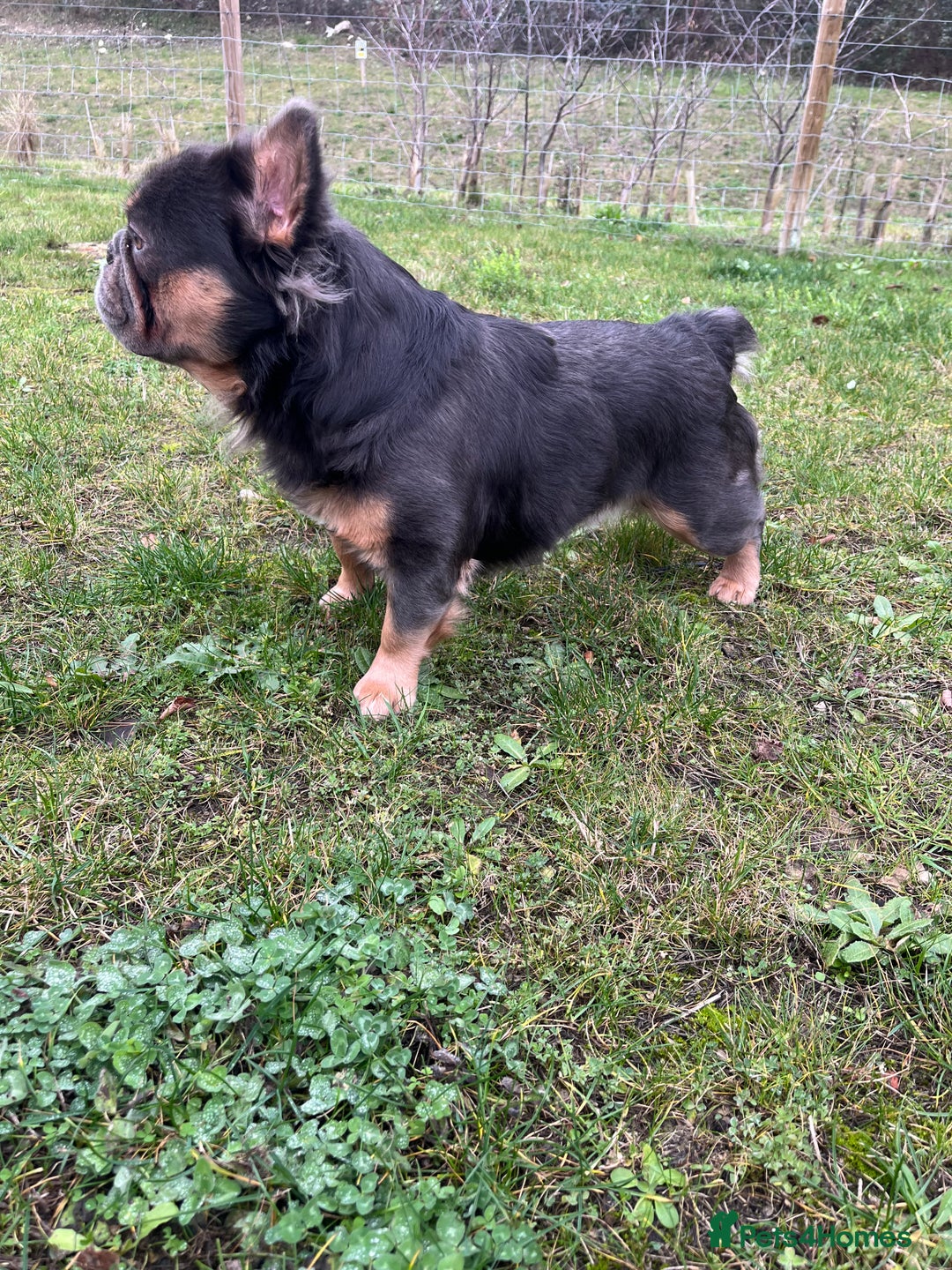 French Bulldog dogs for stud: Blue Fluffy French Bulldog  - Advert 3