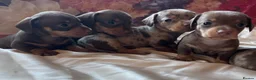 Miniature Dachshund dogs for sale: Miniature dachshund puppies 🐶  - Advert 5