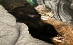 European cats for sale: Kittens - Image 2