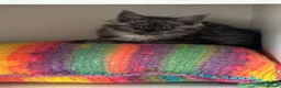 Maine Coon cats for sale: Female maine coon kitten ready to leave now in Widnes - Advert 4