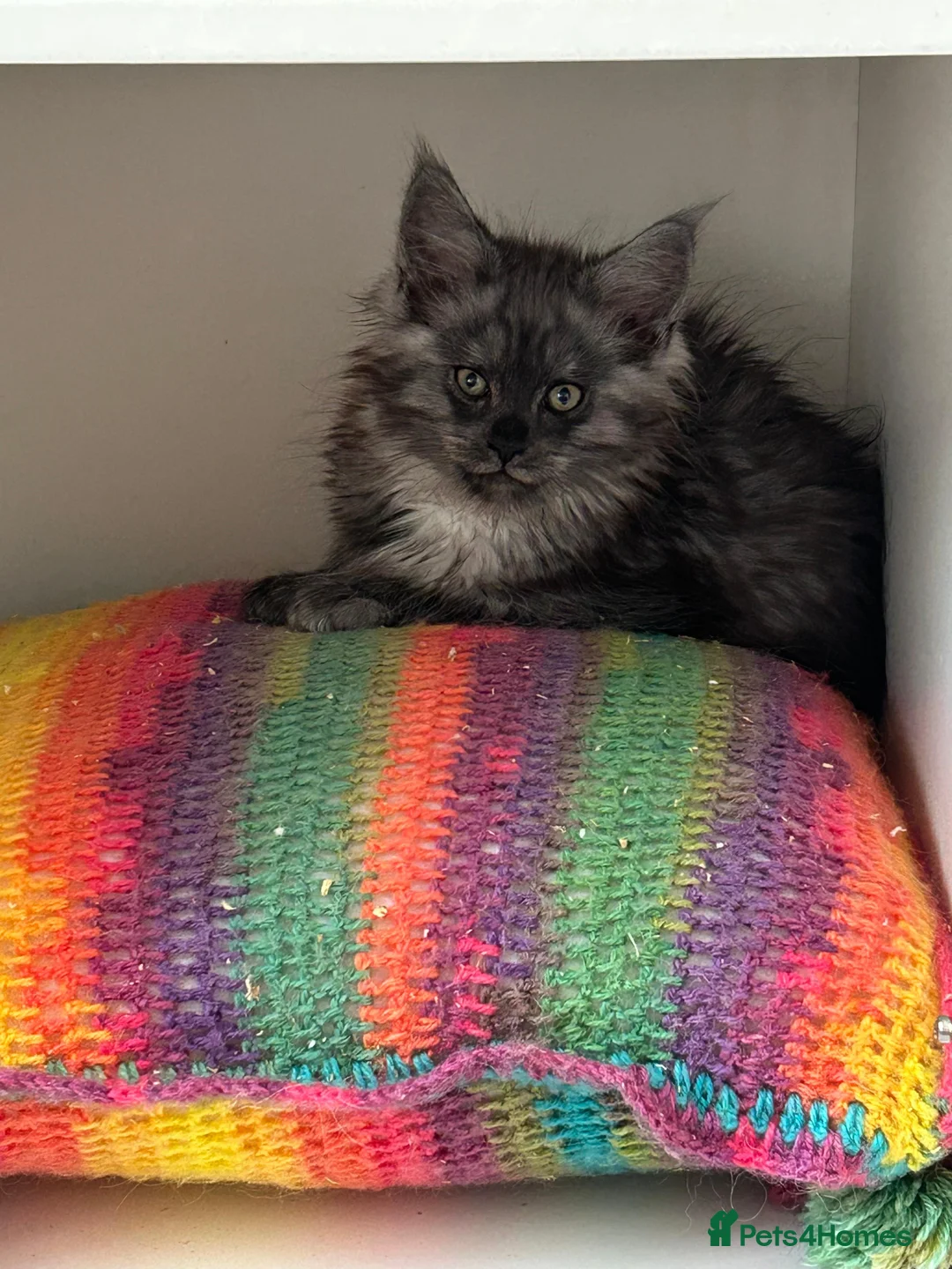 Maine Coon cats for sale: Female maine coon kitten ready to leave now in Widnes - Advert 4