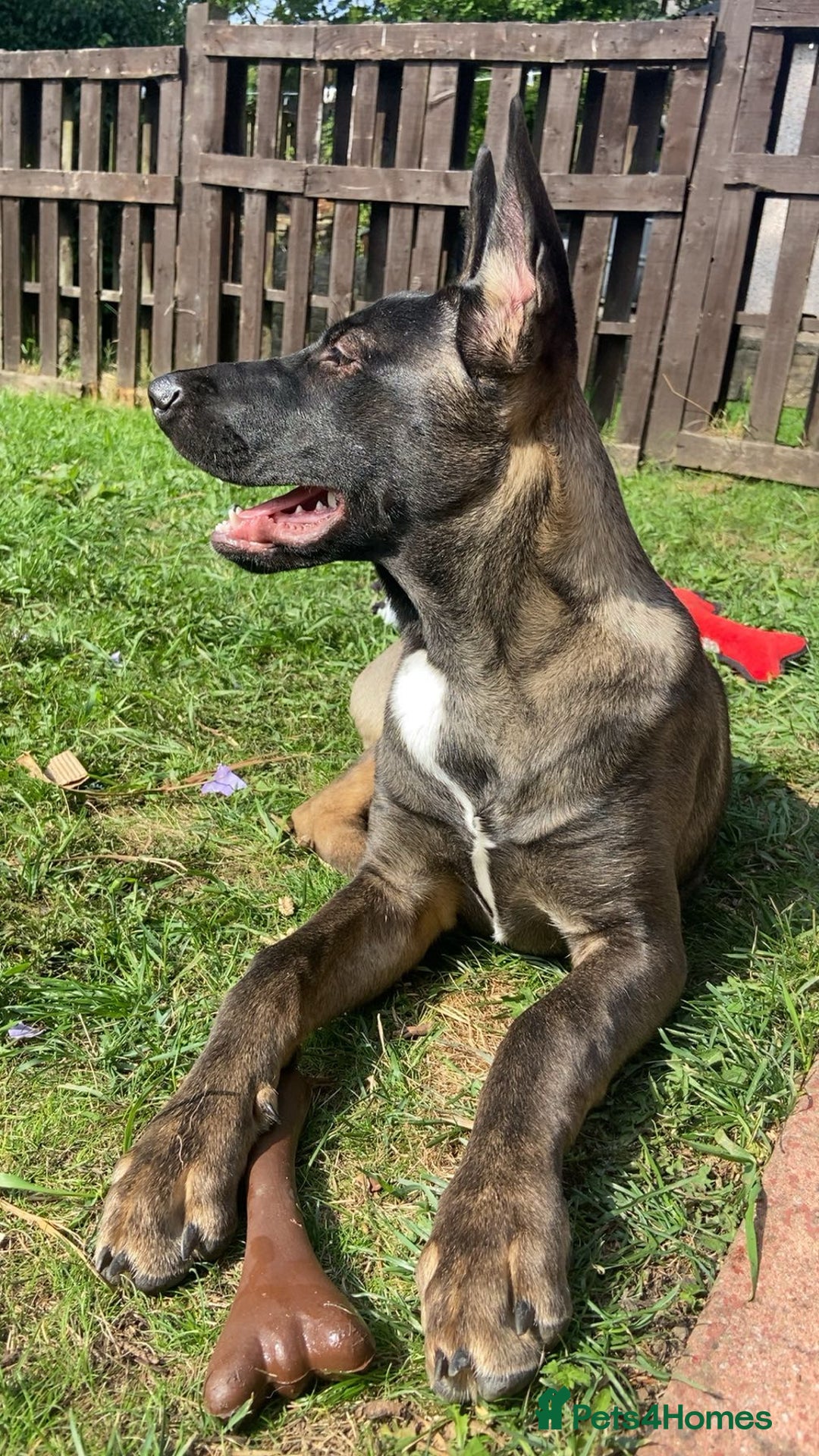 Mixed Breed dogs for sale: Staffy x Akita x ridgeback Girl  - Image 9
