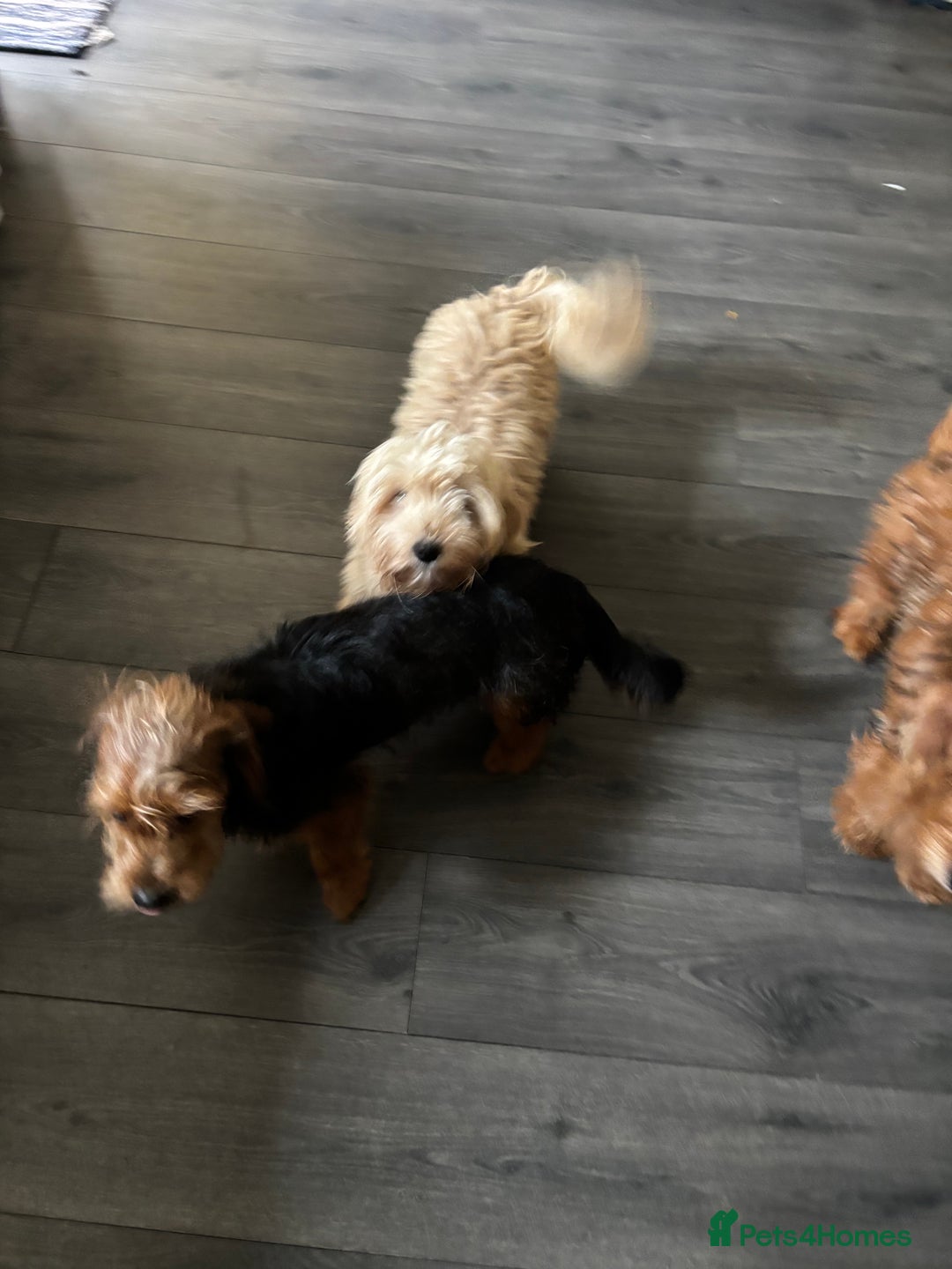 Mixed Breed dogs for sale: 2 puppies for sale  - Image 11