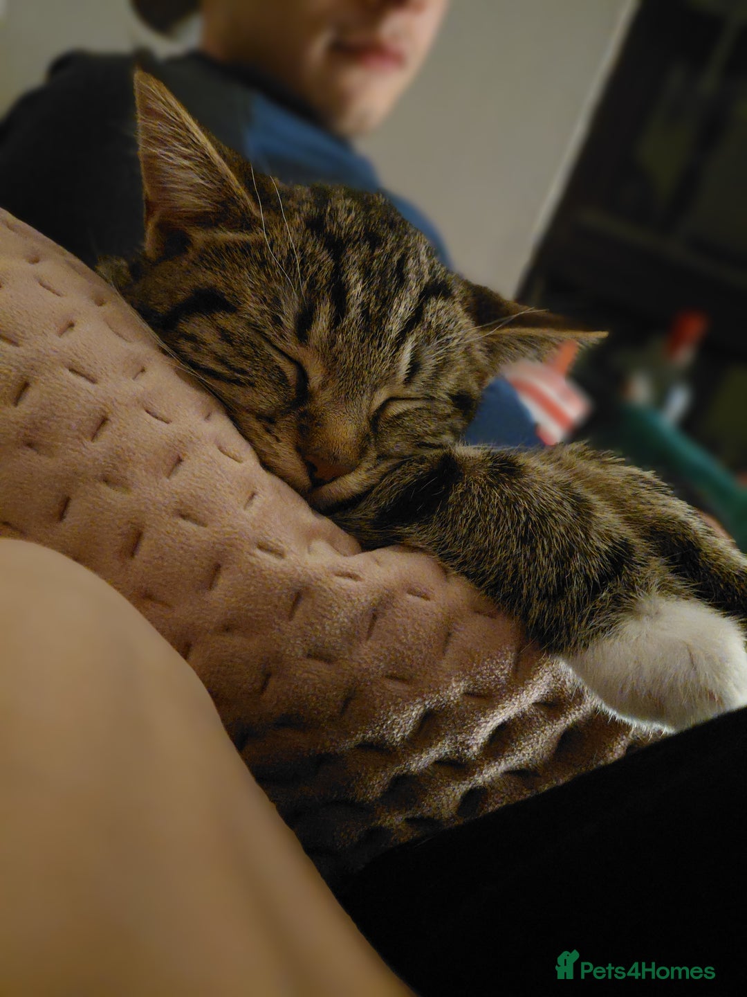 Domestic Shorthair cats for sale: Rehoming 3 loving cats - not looking for £50  - Advert 1