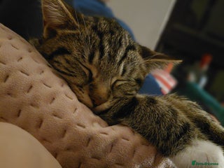 Domestic Shorthair cats Rehoming 3 loving cats - not looking for £50 - Advert 1