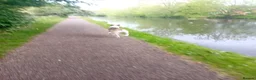 Mixed Breed dogs for sale: Milo is a staff x in Wolverhampton - Advert 2