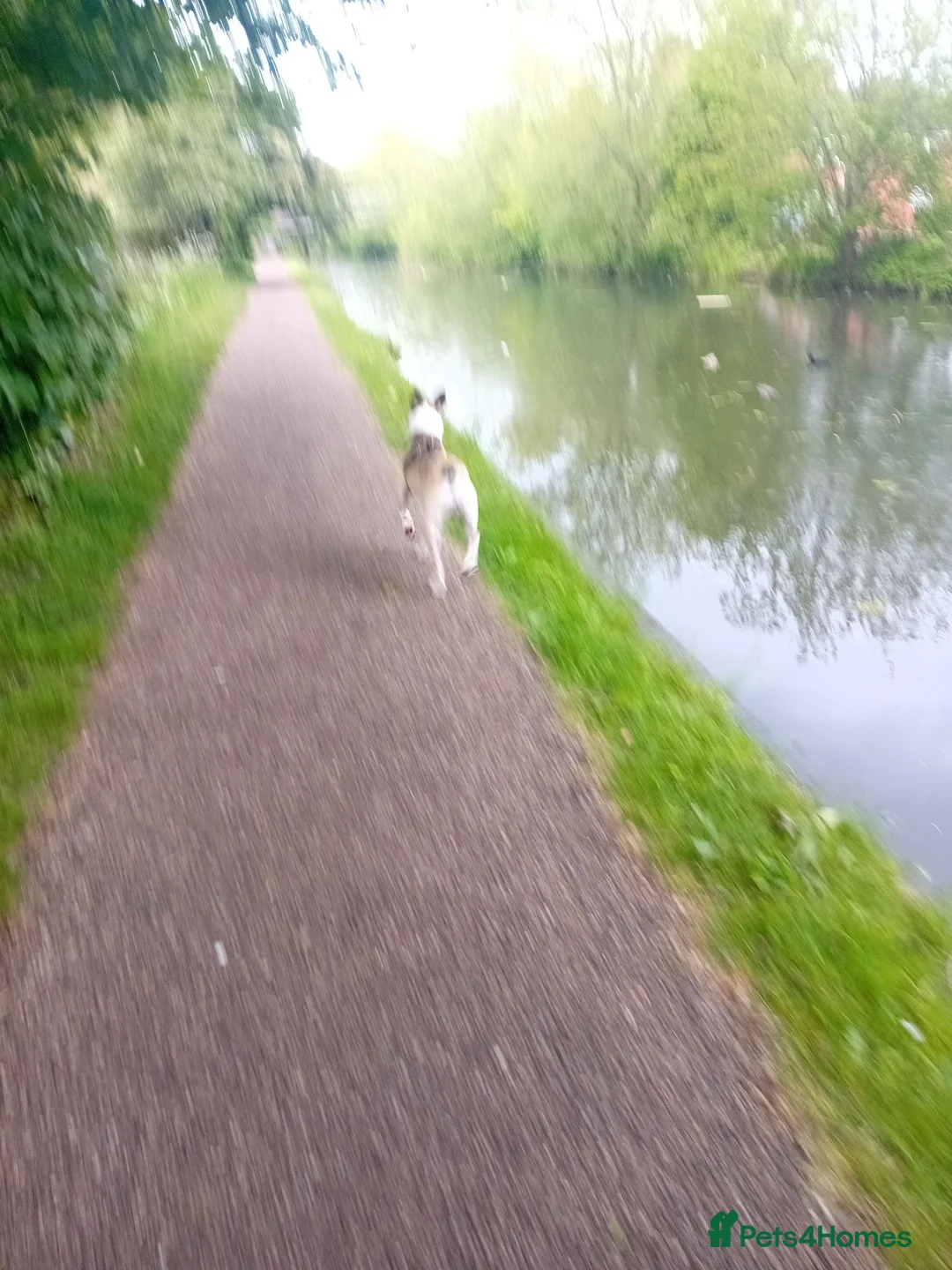 Mixed Breed dogs for sale: Milo is a staff x in Wolverhampton - Advert 2