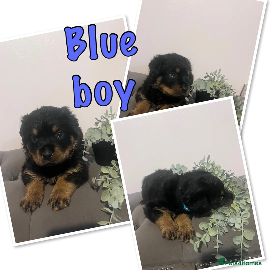 Rottweiler dogs for sale: Quality KC Rottweilers in Bristol - Advert 3