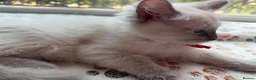 Ragdoll cats for sale: 4 Handsome boy Pure Ragdolls - Advert 9