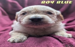 Golden Retriever dogs for sale: Stunning pure-breed Golden Retriever puppies - Image 4