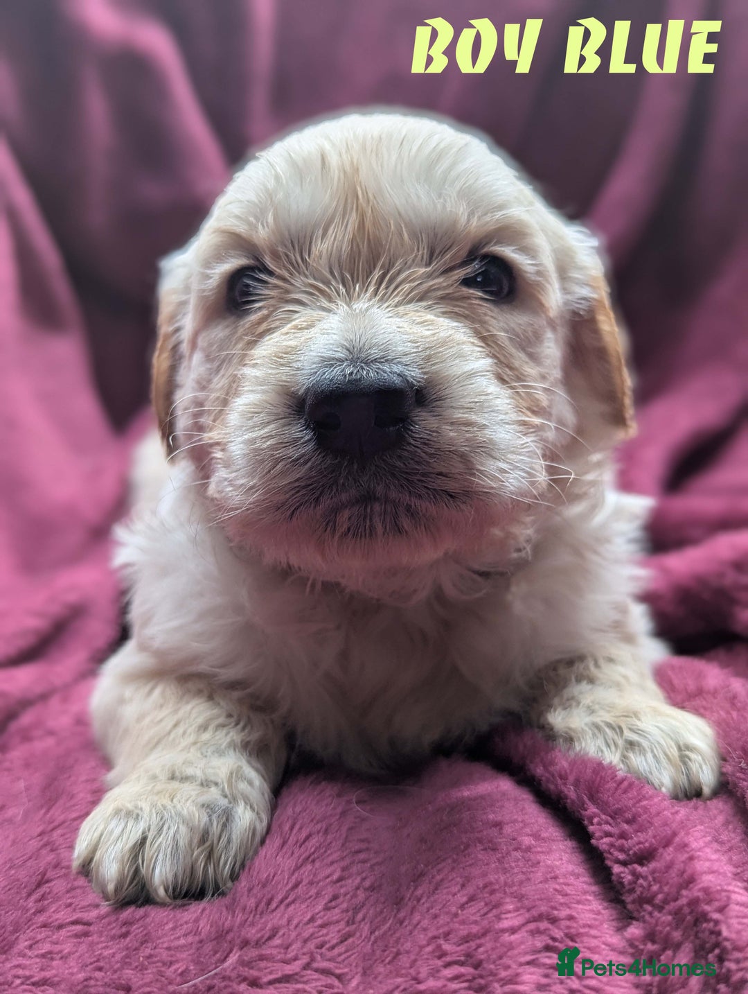 Golden Retriever dogs for sale: Stunning pure-breed Golden Retriever puppies - Image 4