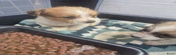 Jack Russell dogs for sale: Little jack russel puppies - Advert 7