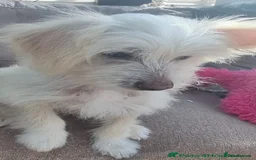 Chinese Crested dogs for sale: beautiful Chinese crested Cream Hairy Hairless boy - Image 1