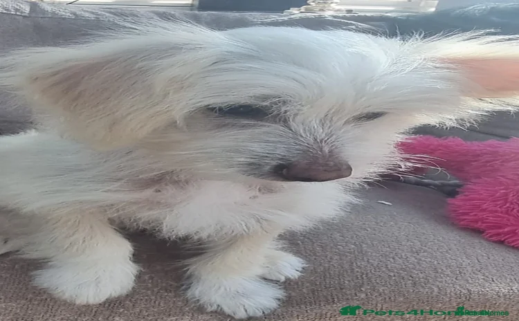 Chinese Crested dogs - Advert 1
