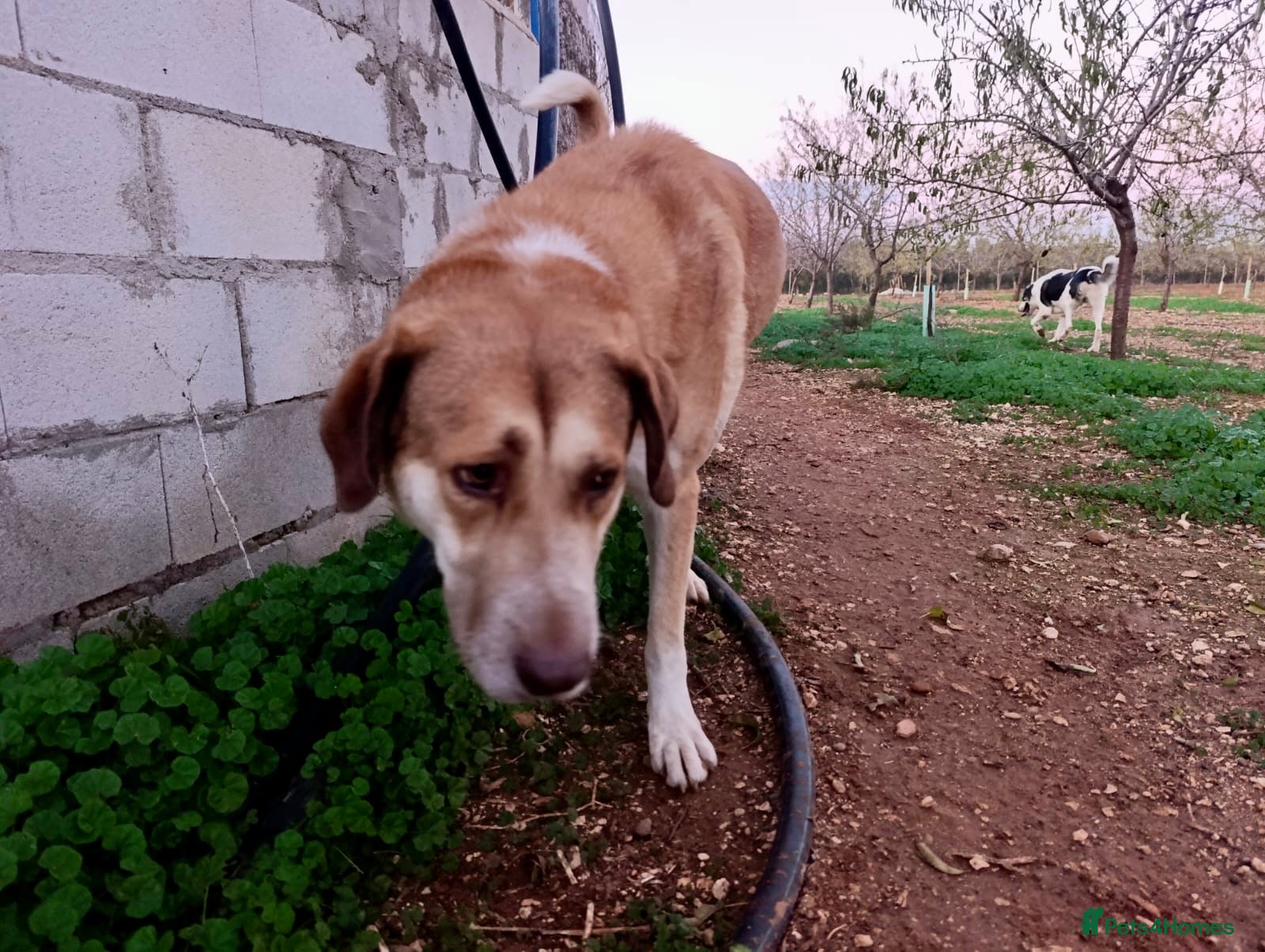 Mixed Breed dogs ‼️🚨URGENT‼️🚨 BLANCHIEVES🩷🐾 - Advert 15