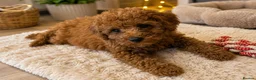 Cavapoo dogs for sale: Premium F1B Cavapoos (Puppy Culture/ENS) - Advert 9