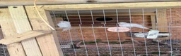 Cockatiels birds for sale: Beautiful and healthy pair of white budgies - Advert 6