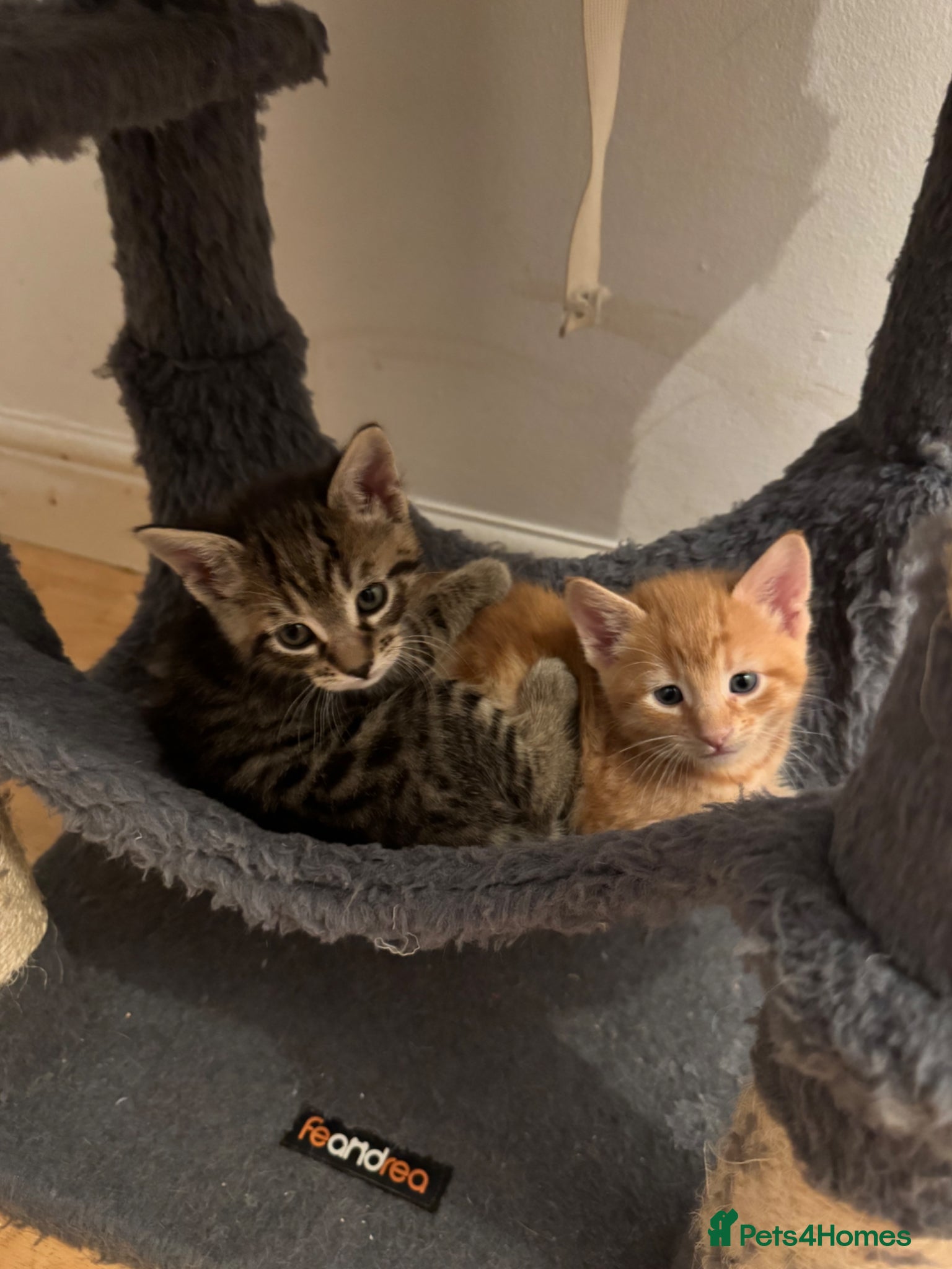 American Shorthair cats for sale: Ready To Leave Today please read full advert pleas - Advert 24