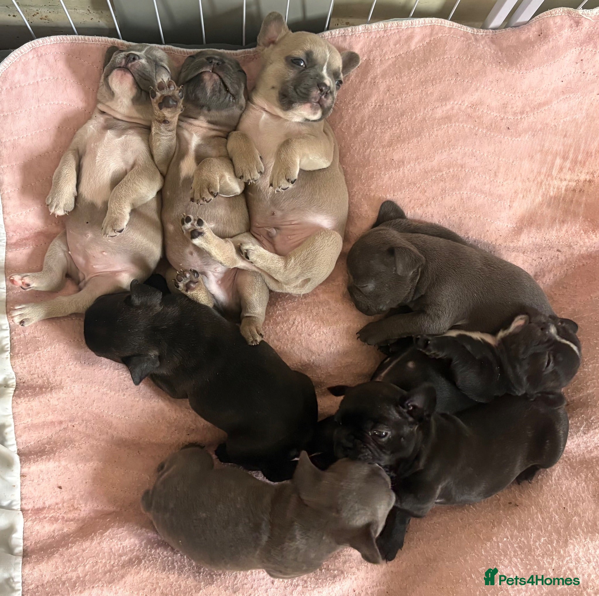 French Bulldog dogs French Bulldog Puppies - Advert 16