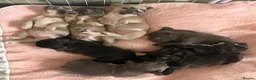 French Bulldog dogs for sale: French Bulldog Puppies - Advert 3