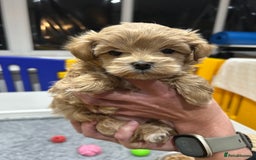 Maltipoo dogs for sale: Stunning F1 Maltipoo Baby Boy - Advert 1