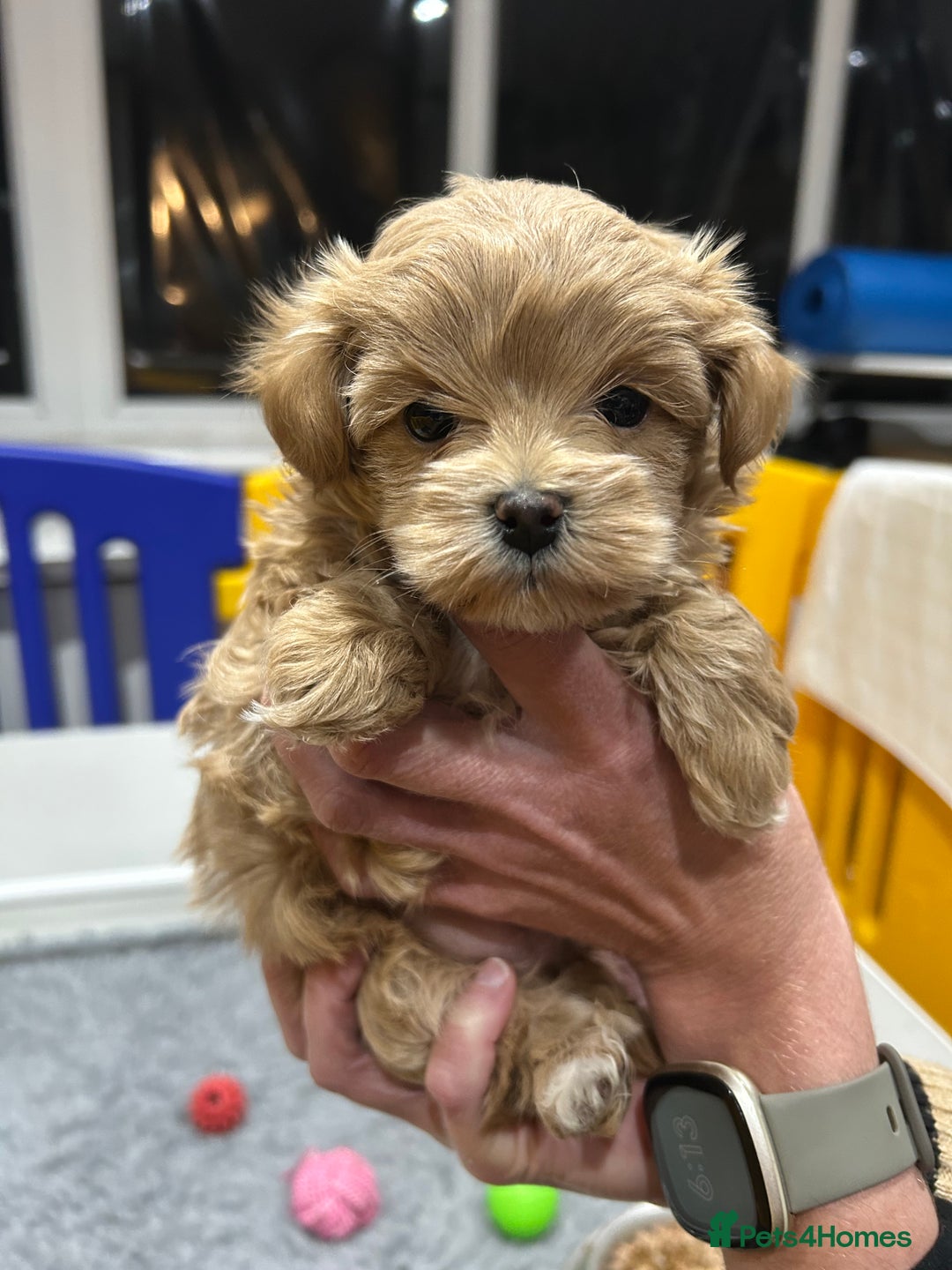 Maltipoo dogs for sale: Stunning F1 Maltipoo Baby Boy - Advert 1