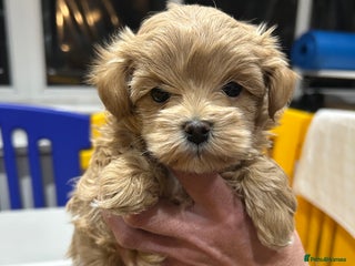 Maltipoo dogs Stunning F1 Maltipoo Baby Boy - Advert 2