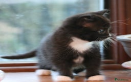 Exotic cats for sale: Exotic cross kittens - Advert 23