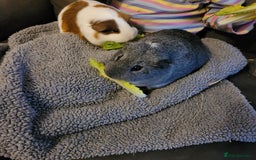 Guinea Pig rodents for sale: Male and female guinea pig - Image 2