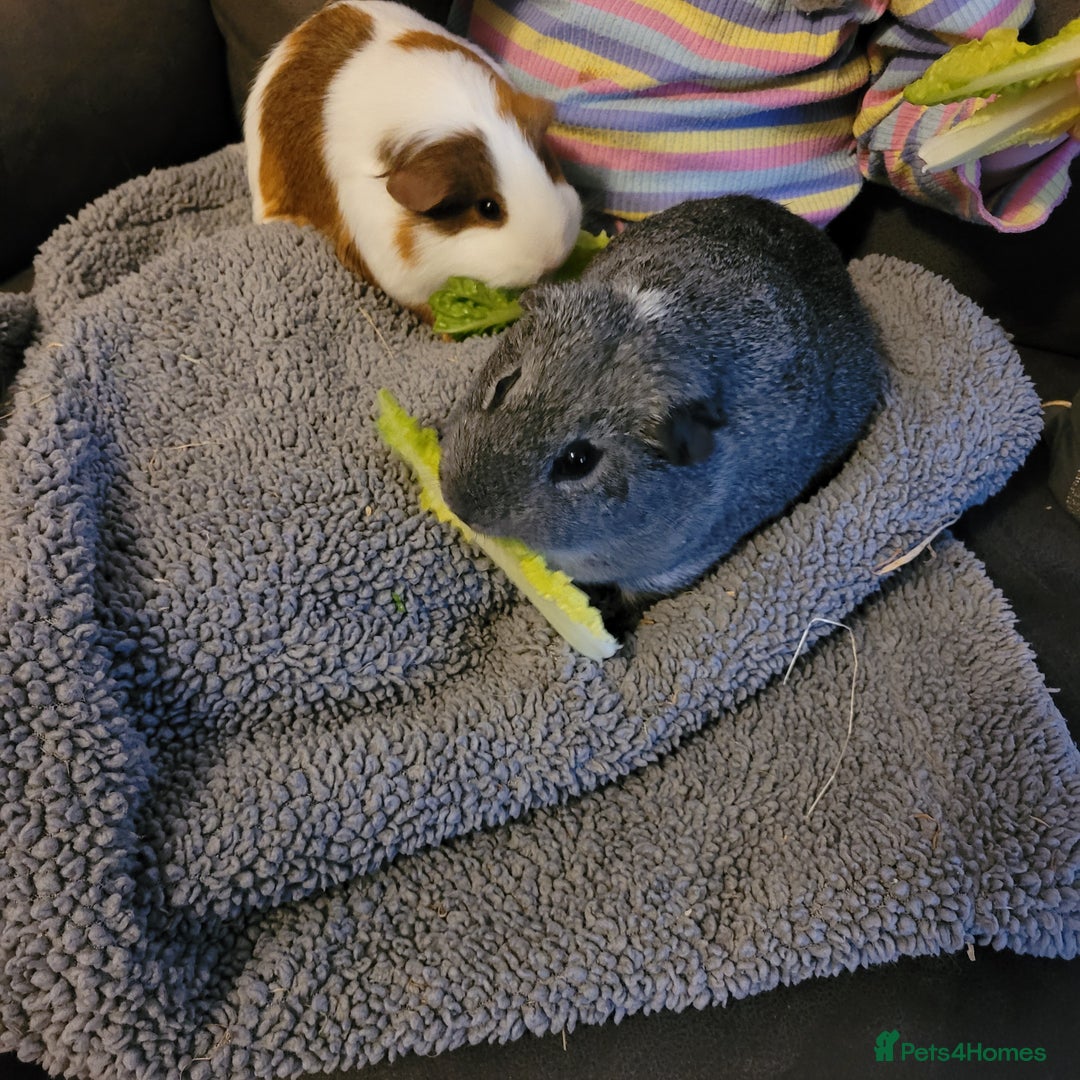 Guinea Pig rodents for sale: Male and female guinea pig - Image 2