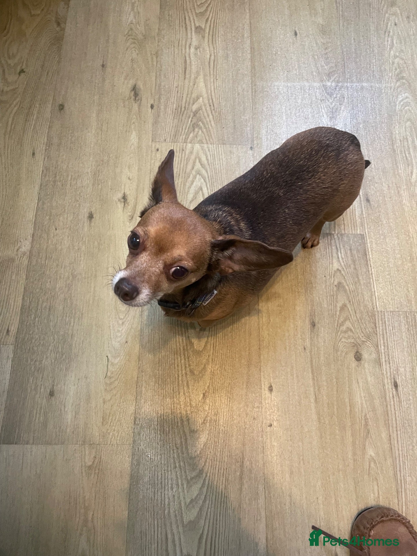 Chiweenie dogs Adult home only female Chihuahua x Dachshund  - Advert 15