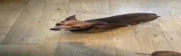 Chiweenie dogs for sale: Adult home only female Chihuahua x Dachshund  - Advert 1