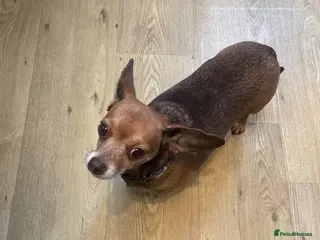 Chiweenie dogs Adult home only female Chihuahua x Dachshund - Advert 2
