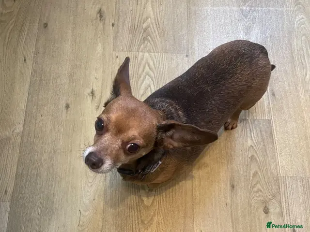 Chiweenie dogs Adult home only female Chihuahua x Dachshund - Advert 2