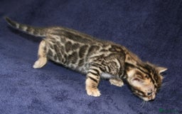 Bengal cats for sale: TICA Registered Bengal Kittens–Ready Nov 2025 🐾 - Image 19