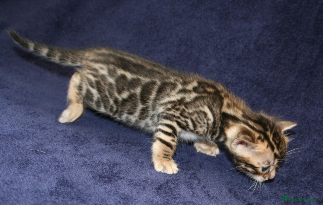 Bengal cats for sale: TICA Registered Bengal Kittens–Ready Nov 2025 🐾 - Image 19