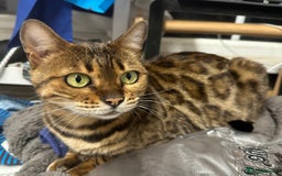 Bengal cats for sale: Friendly Bengal Girl seeks Forever Home - Advert 2