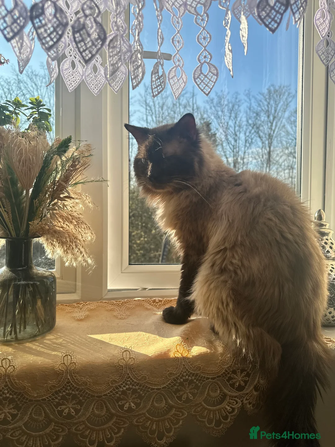 Ragdoll cats for stud: Male (Ragdoll Stud)🐱 in Wednesbury - Advert 4