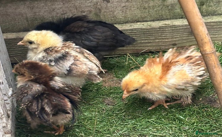 Chickens poultry 7 mixed chicks.  - Advert 1