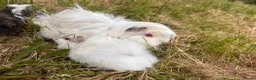 Guinea Pig rodents for sale: Trio of Peruvian femaleguineapigs.Must go together - Advert 3