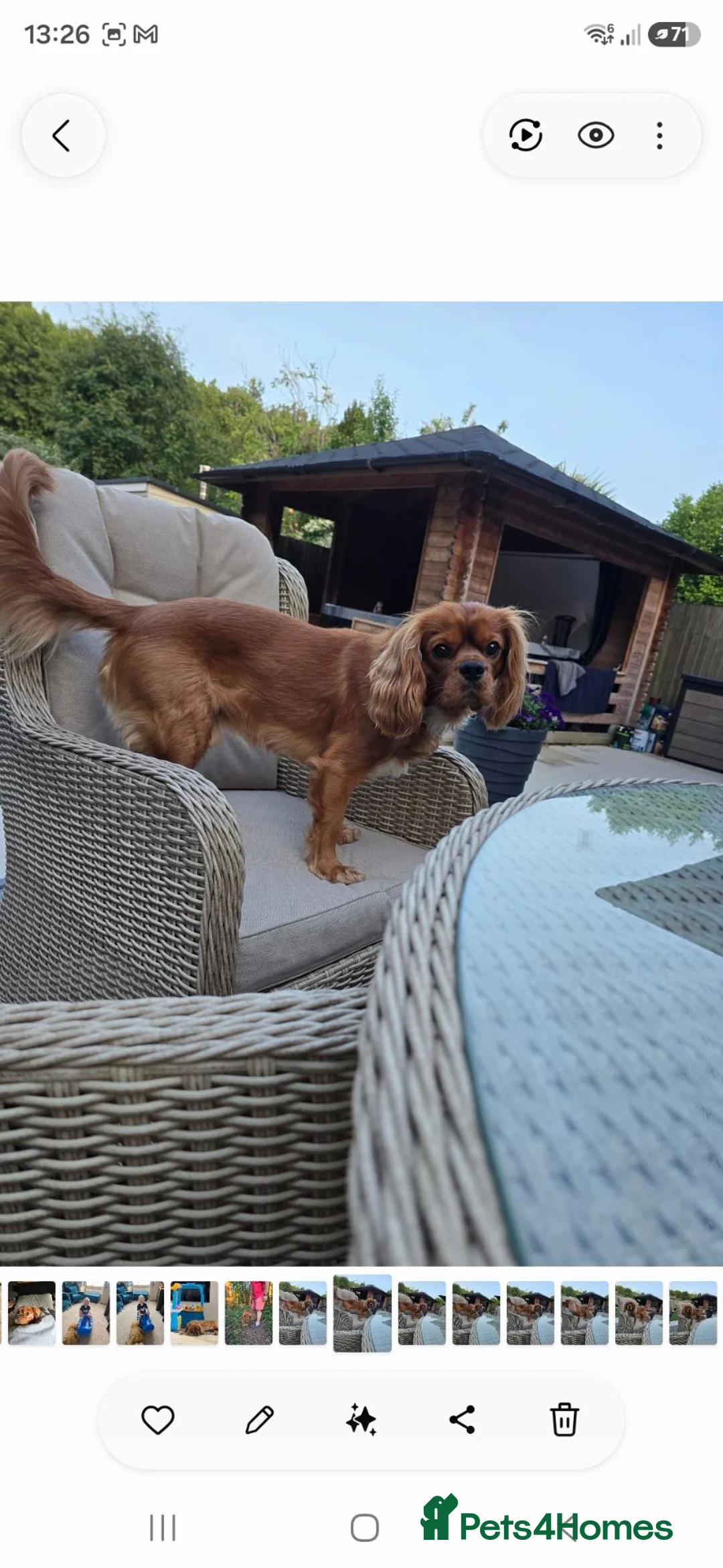 Cavalier King Charles Spaniel dogs for stud: 4 year old Cavalier King Charles Stud in Daventry - Advert 3