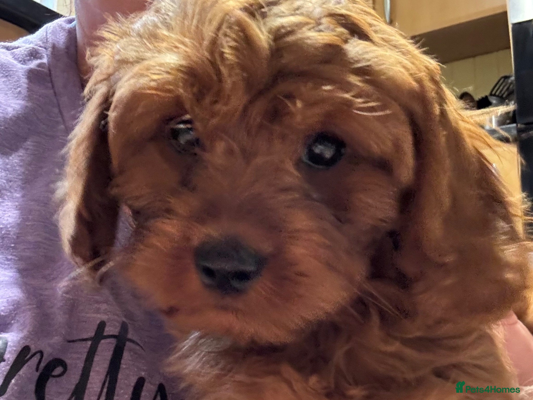 Cavapoo dogs Ready to leave last Cavapoo girl left! - Advert 8