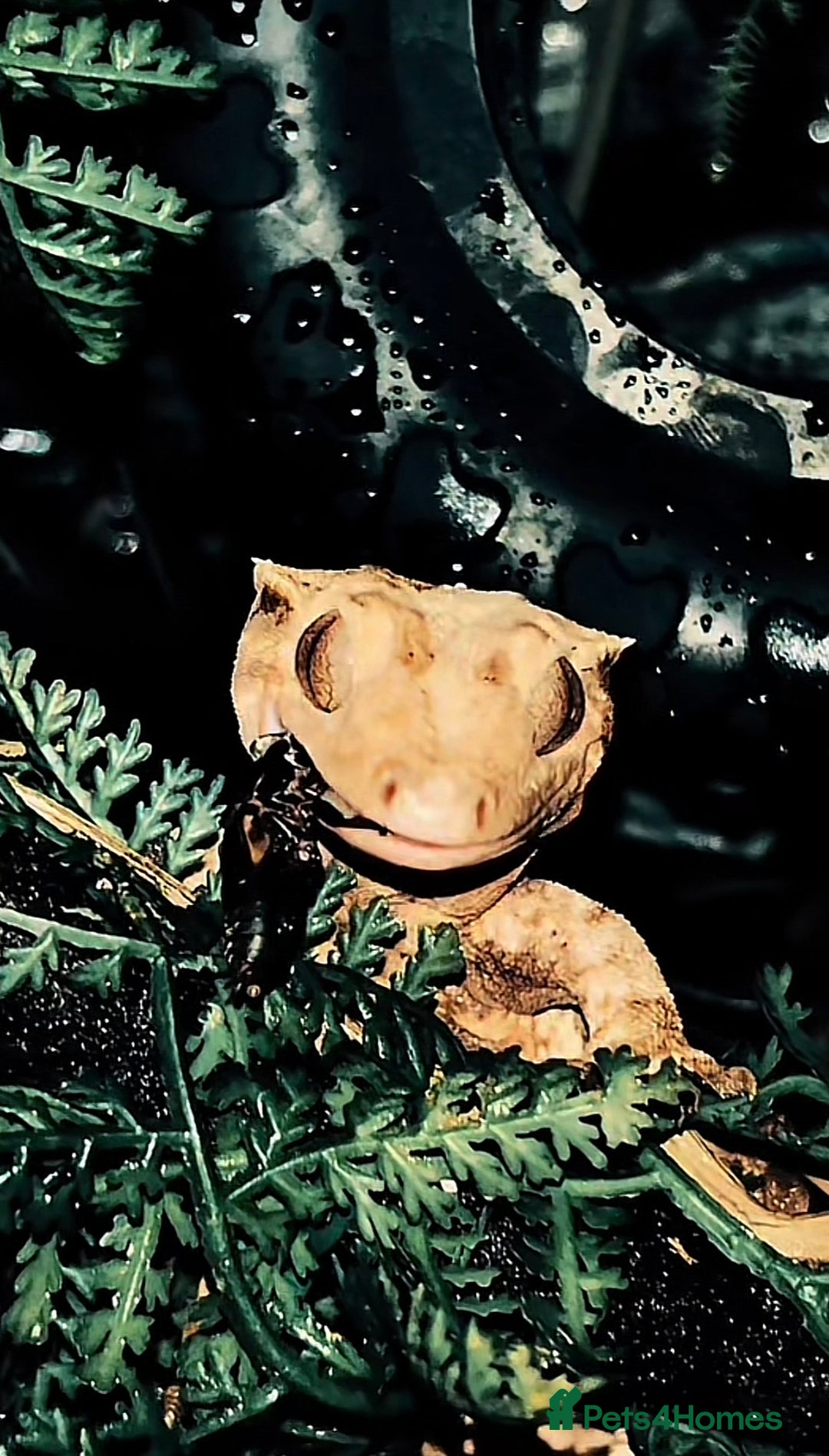 Gecko reptiles for sale: Proven breeding group of crested geckos  - Advert 5