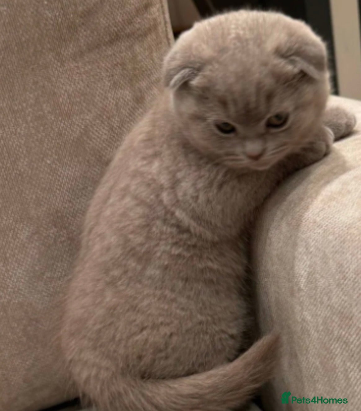 Scottish Fold cats Pedigree Scottish fold kittens  - Advert 1