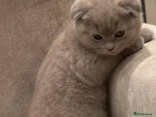 Scottish Fold cats Pedigree Scottish fold kittens - Advert 13