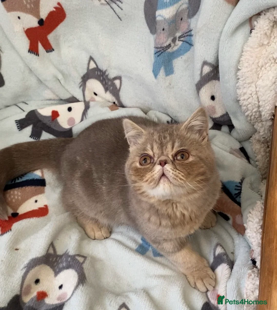 Exotic cats for sale: Lilac Tabby Exotic Boy GCCF registered  - Advert 2