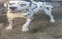 Dalmatian dogs for sale: Dalmatian girl dog  - Image 2
