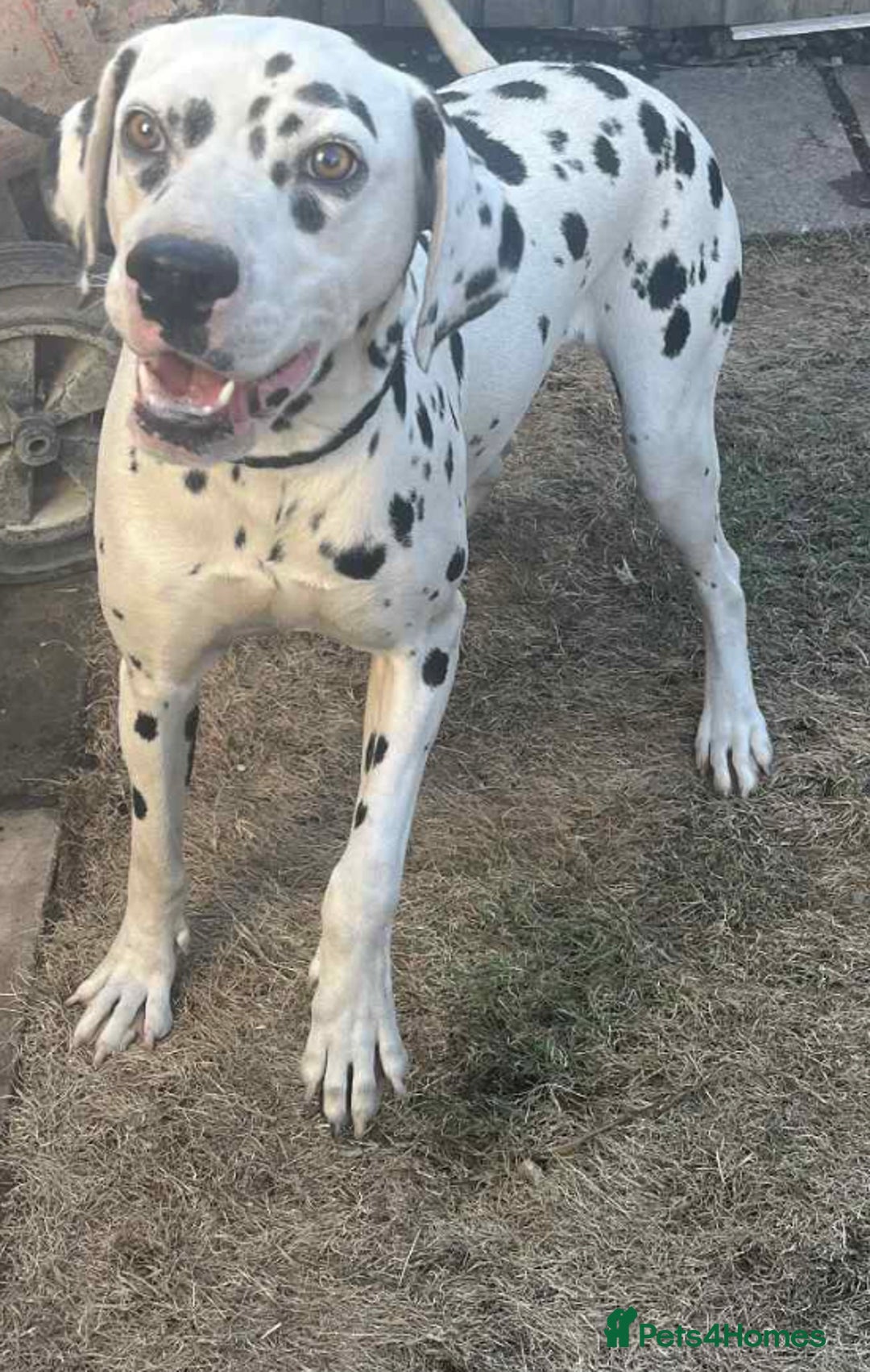 Dalmatian dogs for sale: Dalmatian girl dog  - Image 2