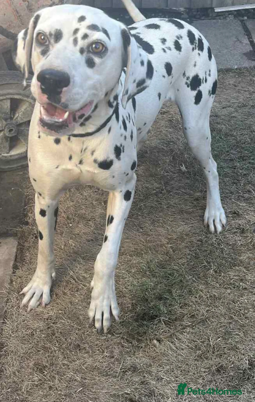 Dalmatian dogs for sale: Dalmatian girl dog  - Advert 2